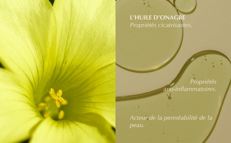 Diptyque sur les bienfaits de l'onagre