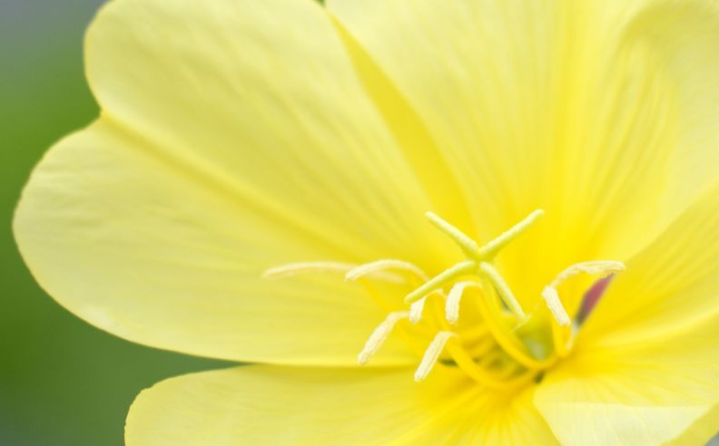 Zoom brut sur une fleur d'onagre