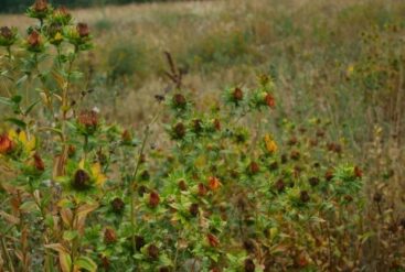 Photo de carthame dans la nature