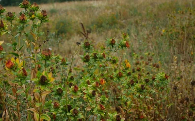 Photo de carthame dans la nature