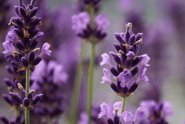 L'hydrolat de Lavande nettoyant naturel pour lutter contre les imperfections !