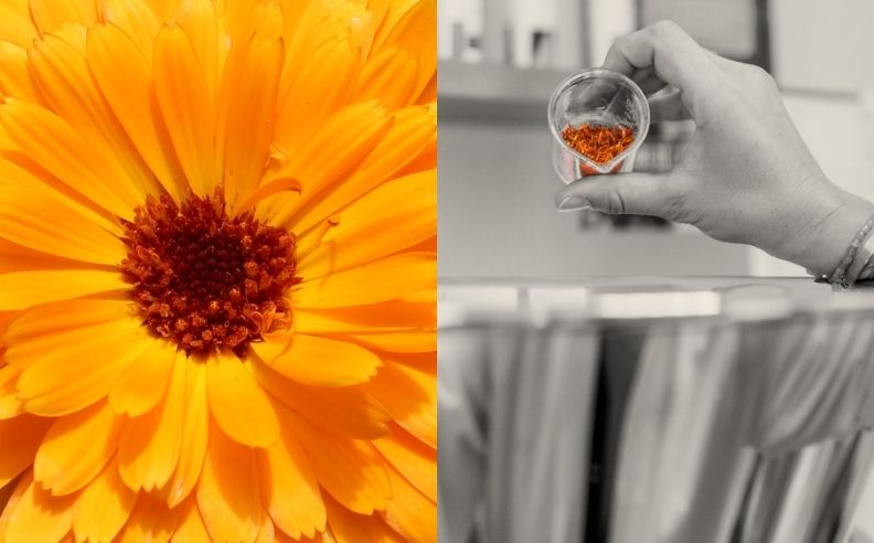 Diptyque du laboratoire et un zoom brut sur le calendula.
