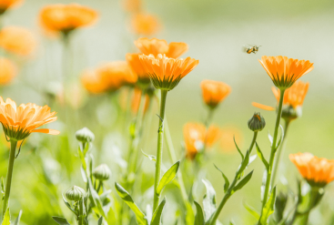 Le macérat huileux de calendula bio : de nombreuses vertus pour votre peau