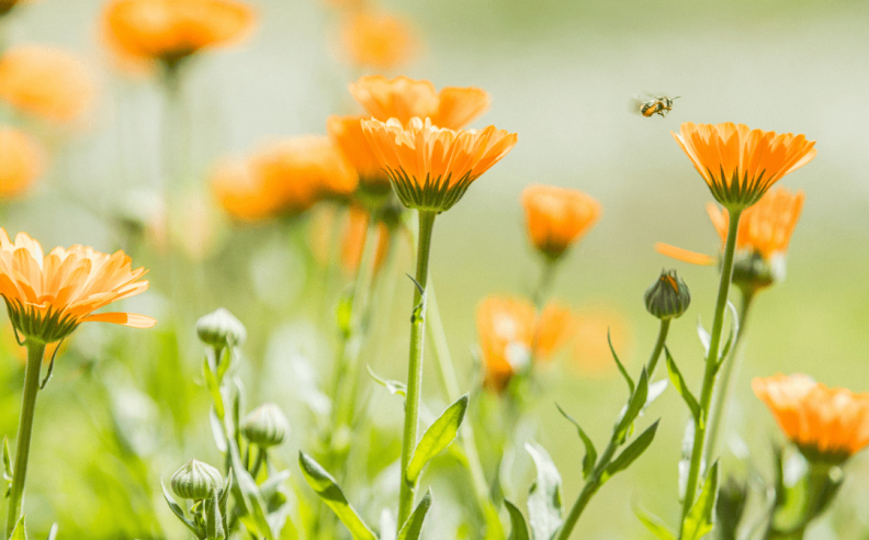 Le macérat huileux de calendula bio : de nombreuses vertus pour votre peau