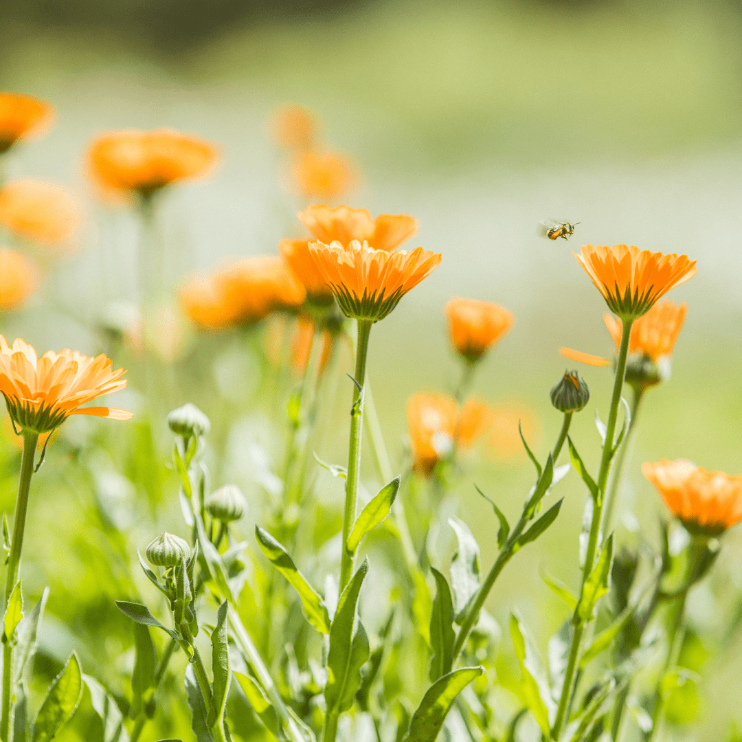 Le macérat huileux de calendula bio : de nombreuses vertus pour votre peau