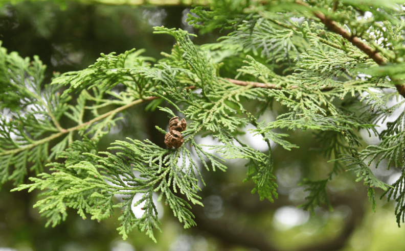 L’hydrolat de Cyprès prend soin de votre peau tout en douceur cet Hiver !