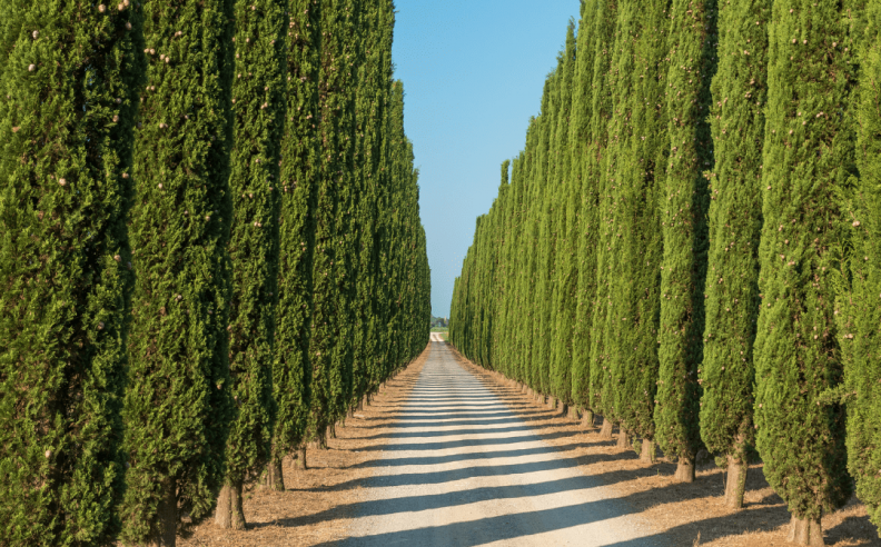 Jardins du Monde : Le Cyprès de Provence