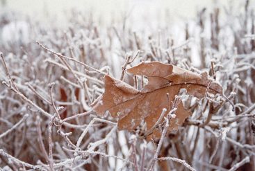 Comment les plantes passent-elles l’hiver ?