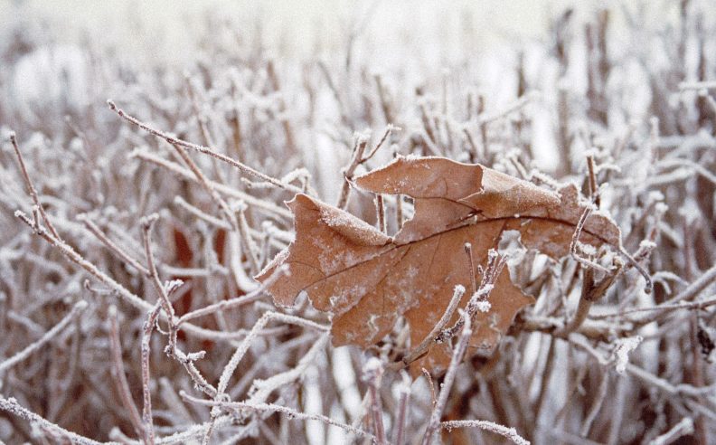 Comment les plantes passent-elles l’hiver ?