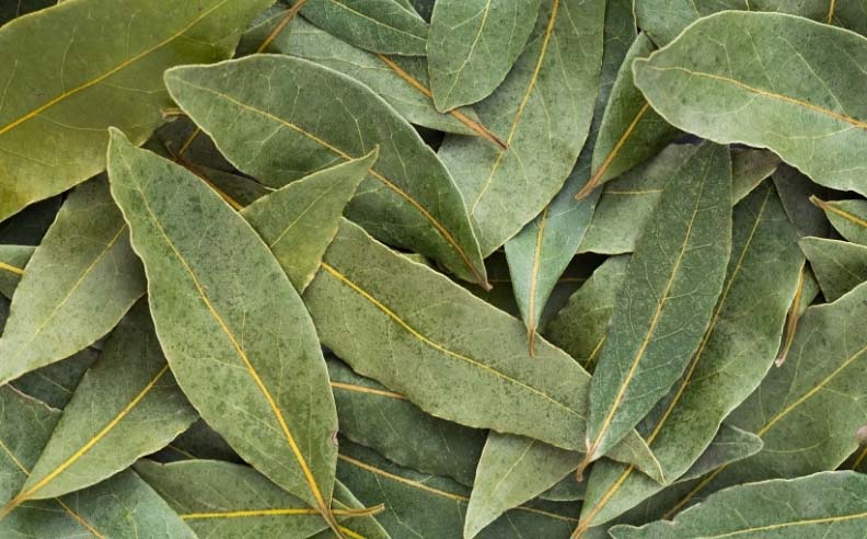 Zoom sur des feuilles de laurier noble