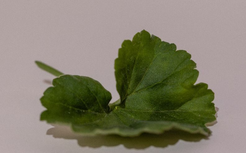 feuille servant à la réalisation d'hydrolat de geranium rosat