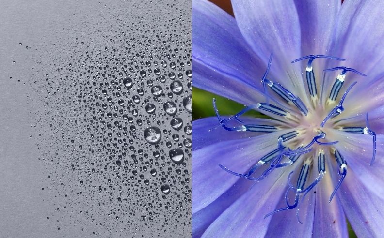 Diptyque sur du bleuet et la texture de la brume équilibrante
