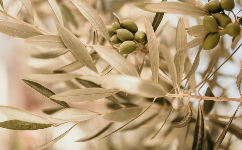 Zoom sur des olives dans un oliver