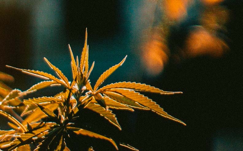 Zoom sur des feuilles de chanvre