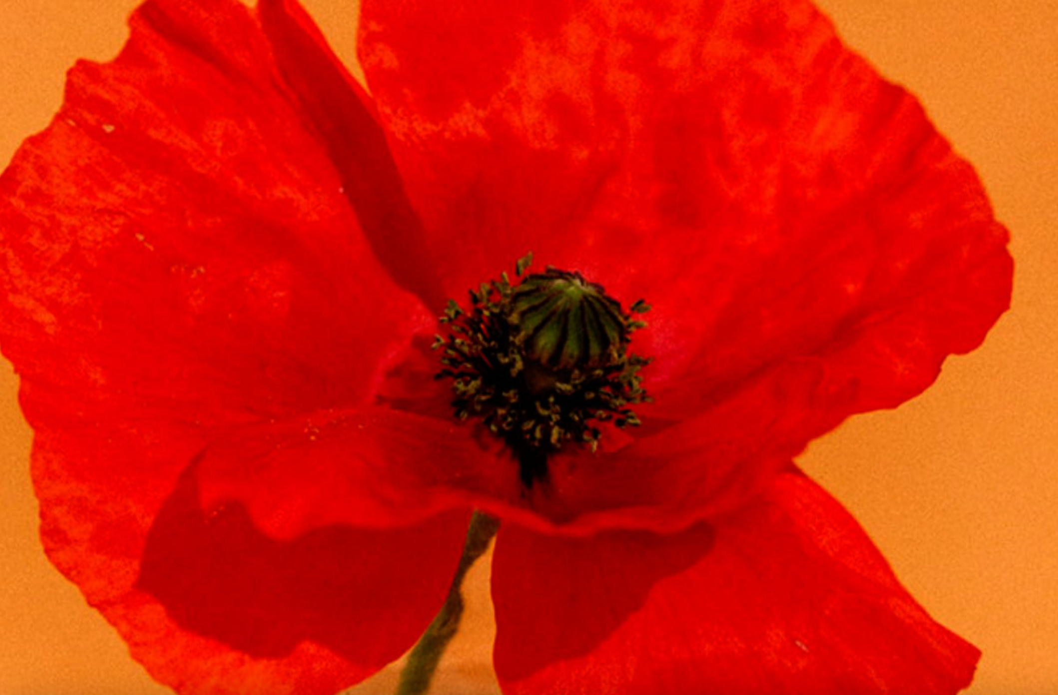Les Bienfaits surprenants du Coquelicot : Un allié naturel pour la peau ! 
