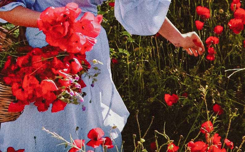 Zoom sur une femme qui récolte à la main des coquelicots dans un champs