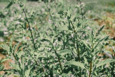 Photo d'un plant de menthe poivrée