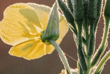 Zoom sur une fleur d'onagre
