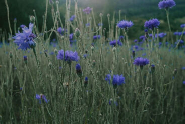 Zoom sur des fleurs de bleuet