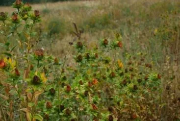 Photo de carthame dans la nature