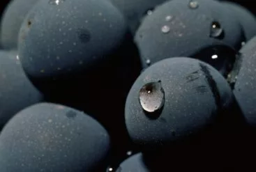 Bienfaits et utilisation de l’huile de pépins de raisin