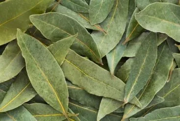 Zoom sur des feuilles de laurier noble