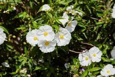 plantes utilisées dans l'hydrolat de ciste ladanifère