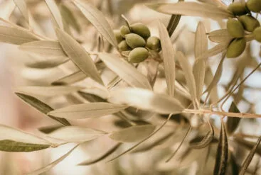 Zoom sur des olives dans un oliver