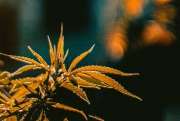 Zoom sur des feuilles de chanvre