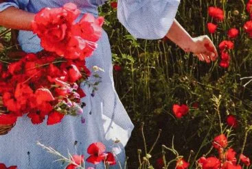 Zoom sur une femme qui récolte à la main des coquelicots dans un champs