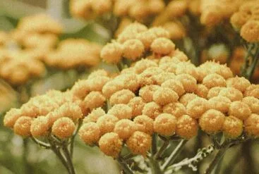 Zoom sur de l'immortelle