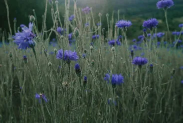 Zoom sur des fleurs de bleuet