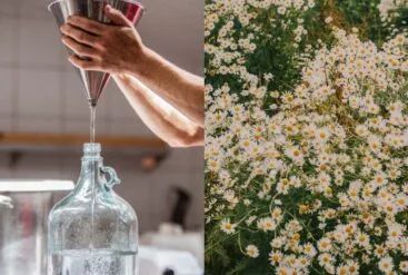 Diptyque d'un producteur qui verse un hydrolat et un champ de pâquerette