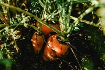 Zoom sur des carottes